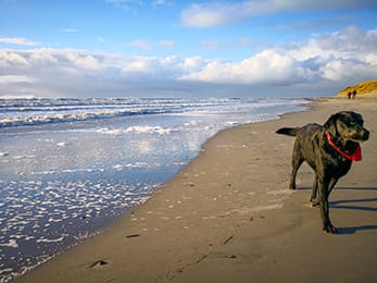 Ayka am Strand in Zeeland