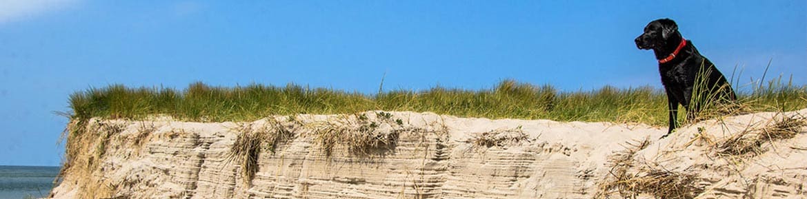 Ayka auf Sylt