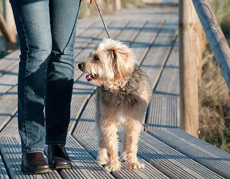 Hund läuft auf einem Weg aus Holzplanken