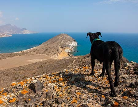 Hund steht auf einer Klippe und blickt in die Ferne