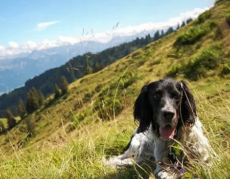 hund berge