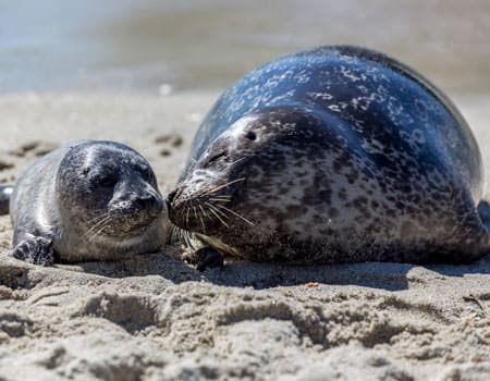 Mutter- und Babyrobbe am Strand