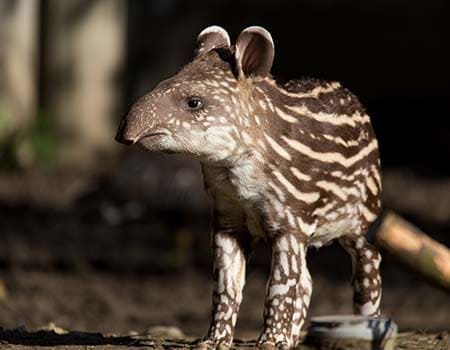 ein junger Tapir