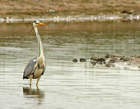 Graureiher im NABU Wasservogelreservat