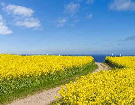 Petersdorf auf Fehmarn - Rapsfelder