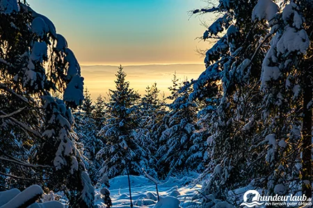 Ruine Weissenstein Sonne Wald