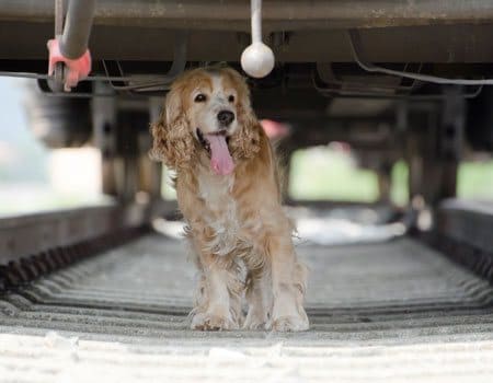 Hund auf Schienen unter einer Bahn