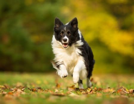 Hund springt im Wald