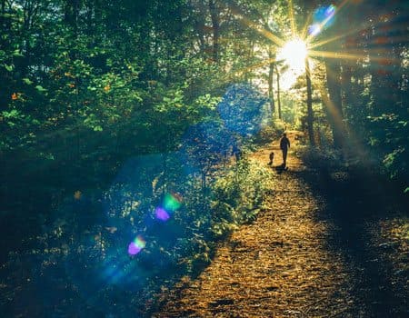 Hund und Herrchen im Wald mit Sonnenuntergang