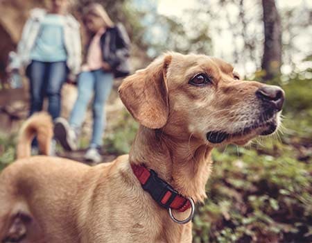 Wanderer mit Hund