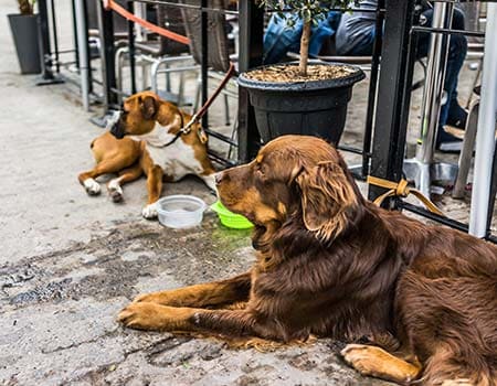 zwei Hunde mit Wassernapf am Restaurant