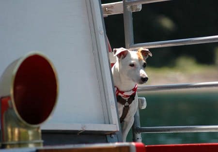 Hund auf einer Fähre