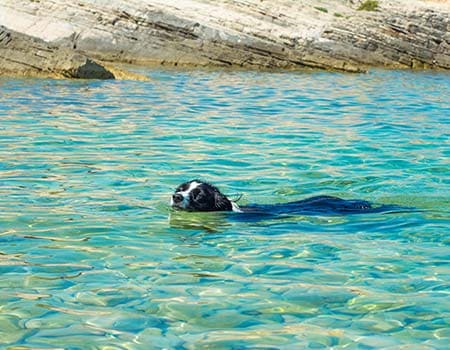 Hundestrand Kolova