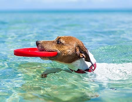 Hundestrand Veli Lošinj