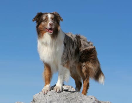 ein Hund steht auf einem Stein