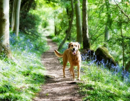 Wandern mit dem Hund auf dem Liebespfad