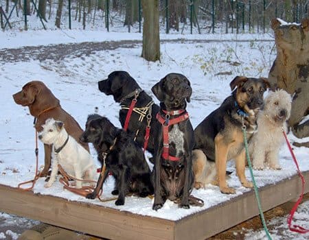 Bärenwald Müritz Hundegruppe