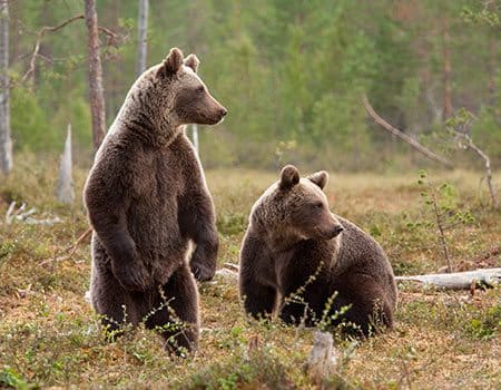 zwei Braunbären im Wald