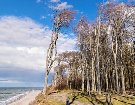 Nienhäger Holz - auch Gespensterwald genannt