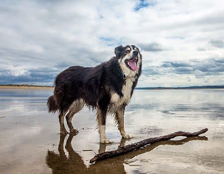 ein Hund spielt am Ostseestrand