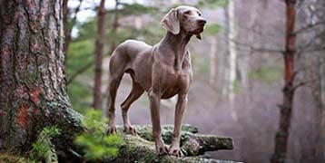 Hundewandern im Odenwald