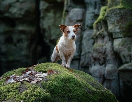 Hund am Fuße einer felsigen Schlucht