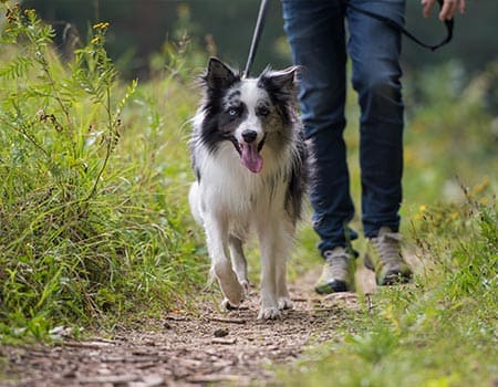 Hund und Herrchen wandern