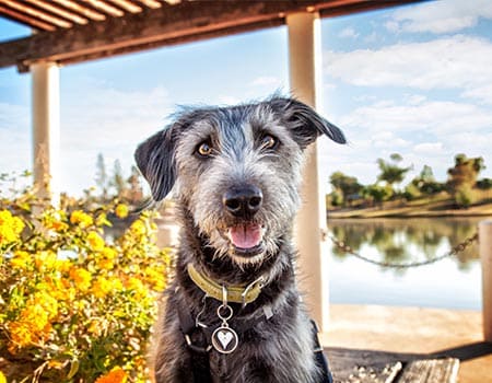 Hund sitzt an einem See