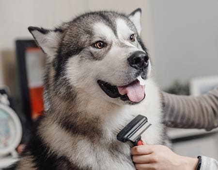 Hund wird gebürstet