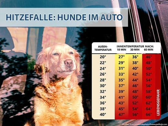 Sonnenschutz Auto Hund: So schützt du deinen Vierbeiner im Sommer