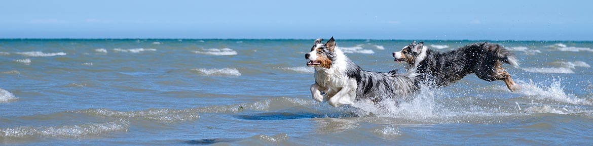 zwei Hunde rennen am Strand