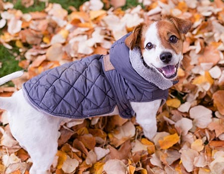 kleiner Hund mit wärmender Jacke