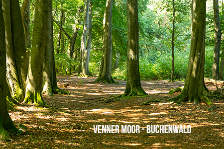 Venner Moor Wald