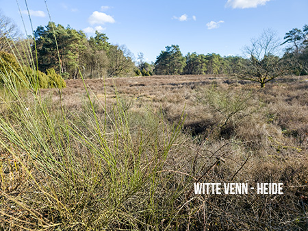 Witte Venn Heide