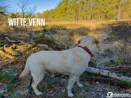 Witte Venn Hund