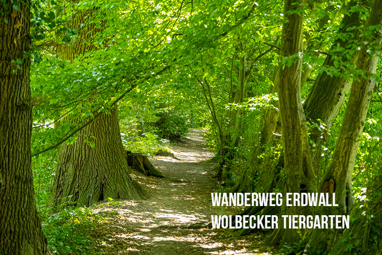 Wolbecker Tiergarten Erdwall