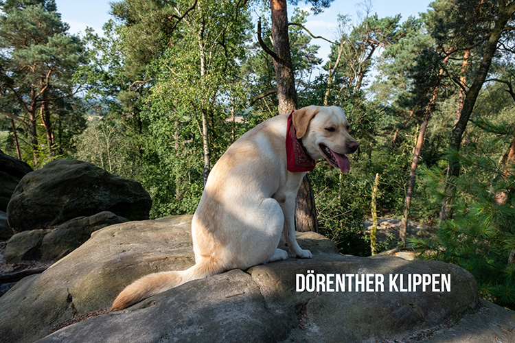 doerenther klippen hund