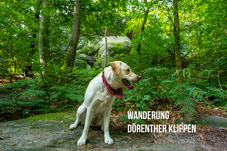 doerenther klippen wanderung hund