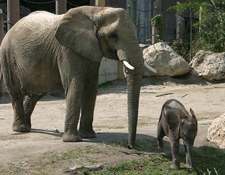 Elefanten im Tierpark