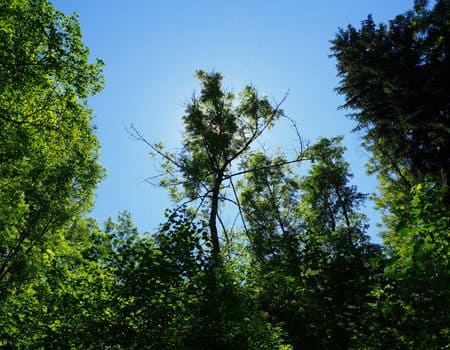 Baumkronen des Waldwipfelweg