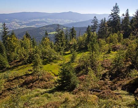 Bayerischer Wald