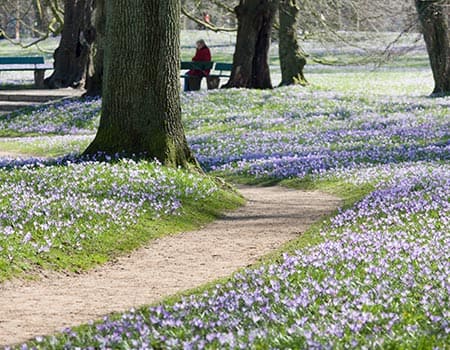 Schlosspark mit Blumenwiese