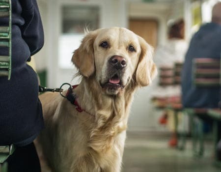 Hund auf der Fähre