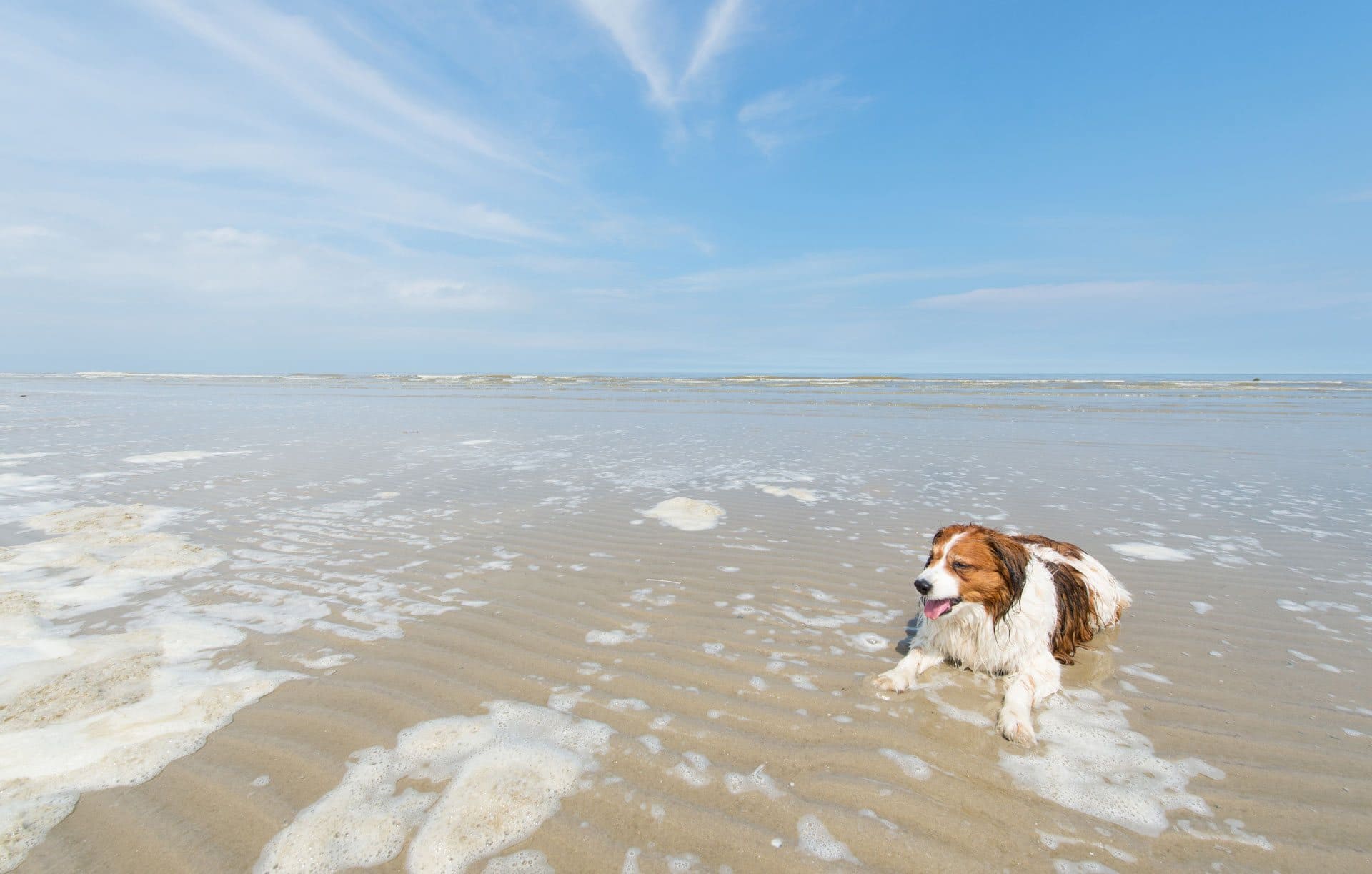 bg nordsee hundestraende