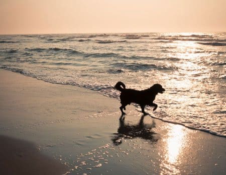 Hund läuft im Meer