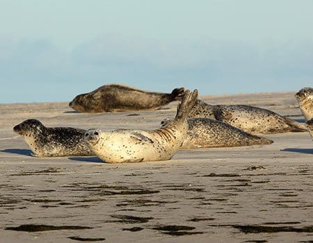 Seehunde liegen im Sand