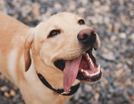 glücklicher junger Labrador am Strand