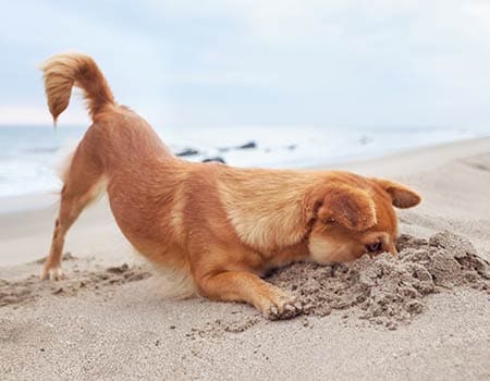 ein kleiner Hund steckt seine Nase in ein Loch im Sand