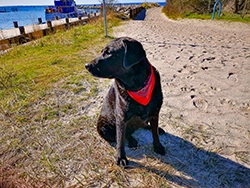 Hund Strand Insel Poel