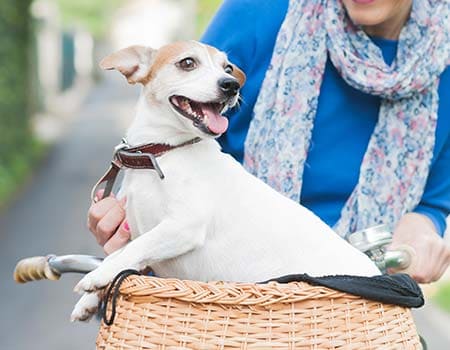 Fröhlicher Hund sitzt in einem Fahrradkörbchen